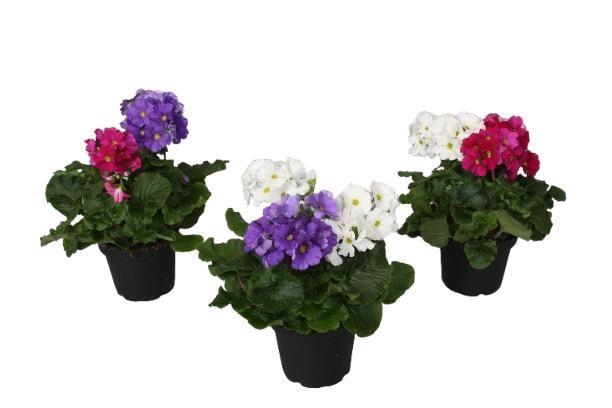 <h4>Primula 'Touch Me' Duo Carnaval</h4>