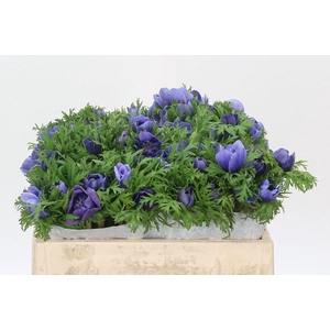 Anemone Levante Blue