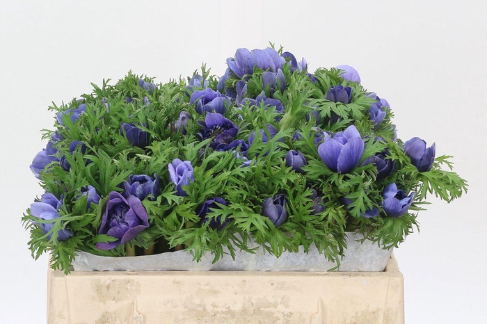 <h4>Anemone Levante Blue</h4>