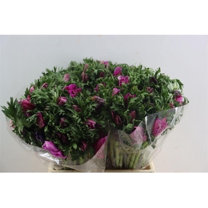 Anem Marianne Orchid