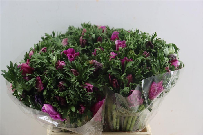 <h4>Anem Marianne Orchid</h4>