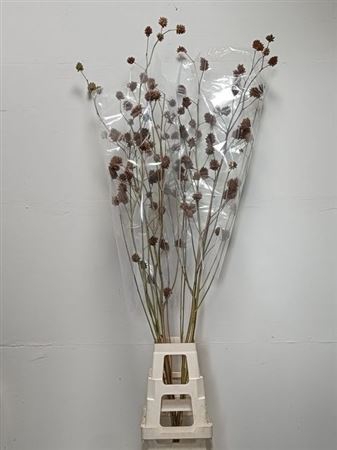 <h4>Glycyrrhiza Yunnanensis Zd</h4>