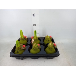 Hippeastrum   ...waxed