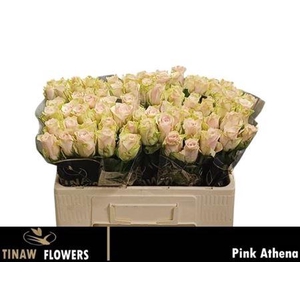 R Gr Pink Athena