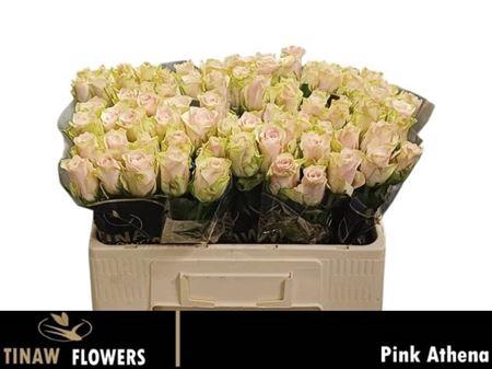 <h4>R Gr Pink Athena</h4>