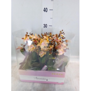 Phalaenopsis multi.   ...orange