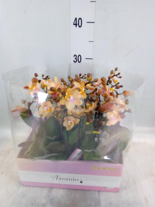 <h4>Phalaenopsis multi.   ...orange</h4>