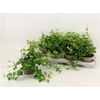 Fic Pu Green Sunny 12cm Pot
