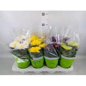 Chrysanthemum  'Anastasia' .mix