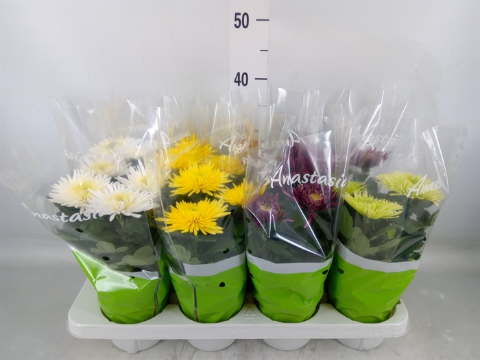 <h4>Chrysanthemum  'Anastasia' .mix</h4>
