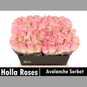 R GR AVALANCHE SORB+