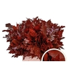 QUERC RUBRA 60CM ROOD