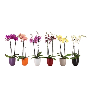 Hugo Autumn Mix Phal Mix 2T14+