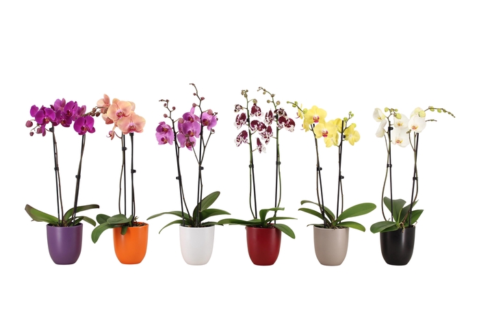 <h4>Hugo Autumn Mix Phal Mix 2T14+</h4>