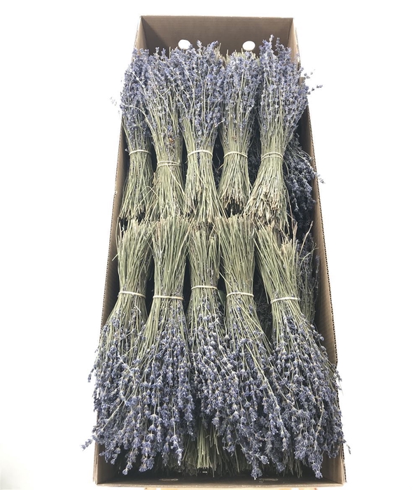 <h4>Dr Lavandula Dried Blue 80 Grams</h4>