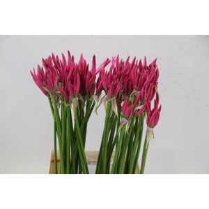 Nerine pink