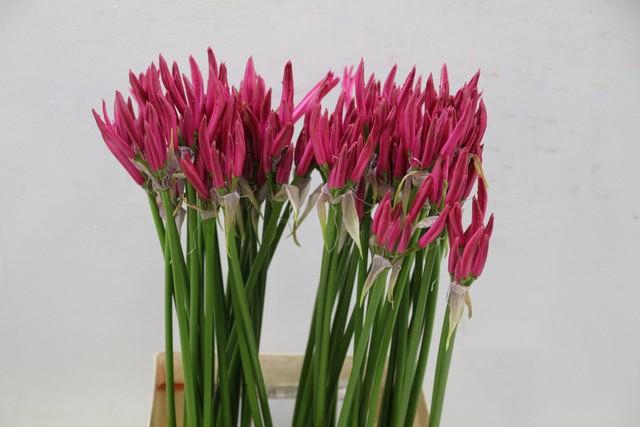 <h4>Nerine pink</h4>