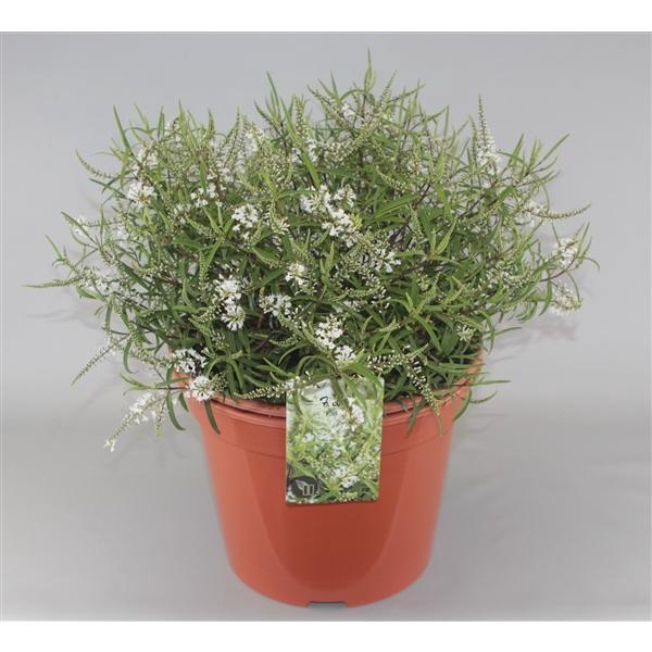 <h4>Hebe 'Kirkii' C10</h4>