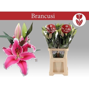 LI OT BRANCUSI