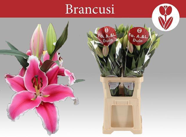<h4>LI OT BRANCUSI</h4>