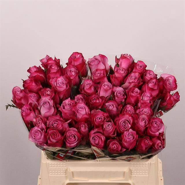 <h4>R GR DEEP PURPLE</h4>