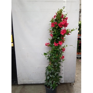 Mandevilla sand. 'SumStar Red'