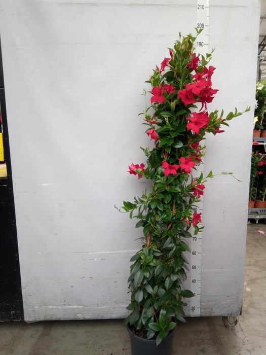 <h4>Mandevilla sand. 'SumStar Red'</h4>