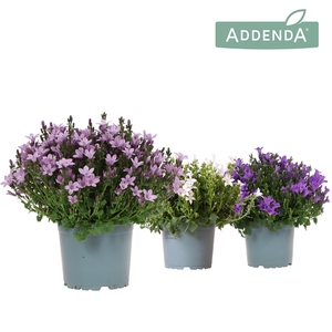 Campanula Addenda Ambella mix