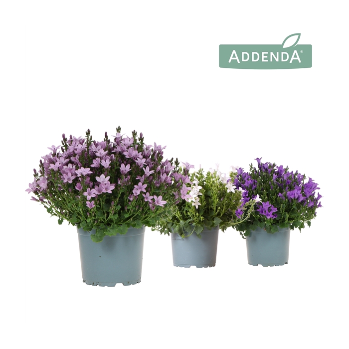 <h4>Campanula Addenda Ambella mix</h4>