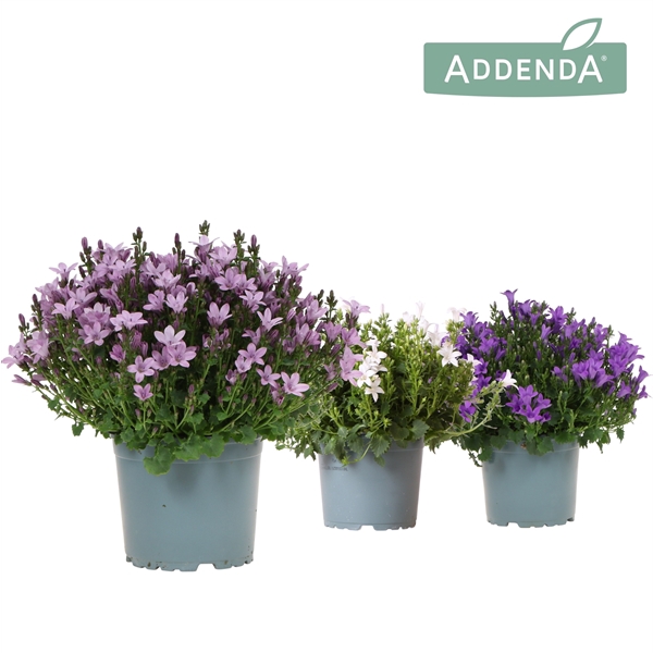 <h4>Campanula Addenda Ambella mix</h4>