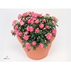 IMP FIESTA OLE PINK