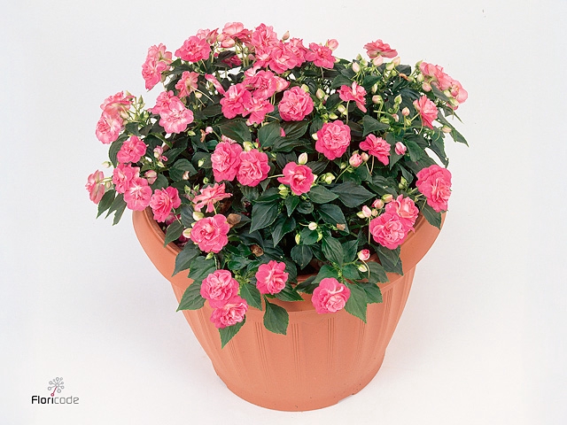 IMP FIESTA OLE PINK