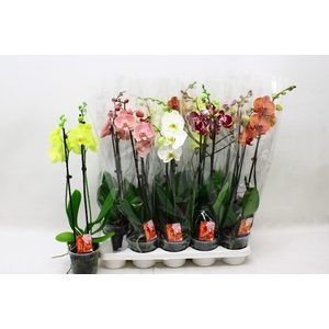 PHAL GEM 7 KL