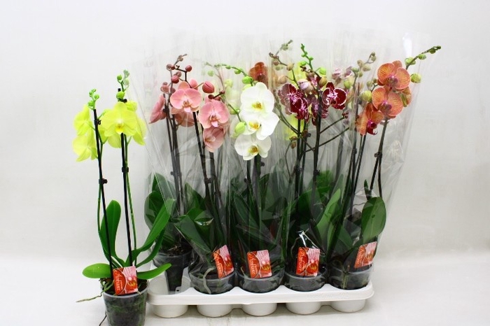 <h4>PHAL GEM 7 KL</h4>