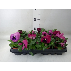 Viola wr. 'Delta Rose Surprise'