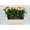 Paeonia Colonel Owen Cousins