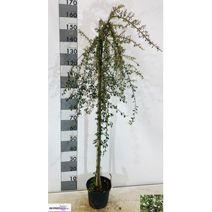 COTON S CORAL BEAUTY