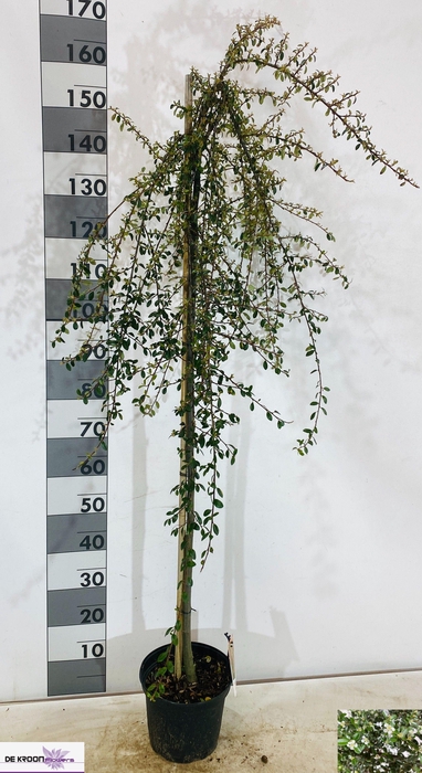 <h4>COTON S CORAL BEAUTY</h4>