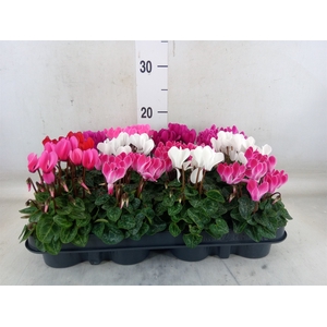 Cyclamen KL 'Verano'
