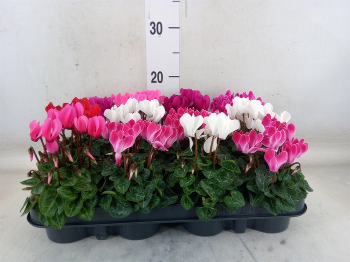 <h4>Cyclamen KL 'Verano'</h4>