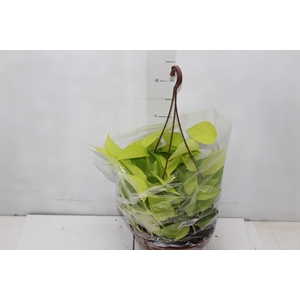JIBOIA AMARELO C21 PENDENTE