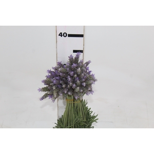 LAVANDULA CORTE