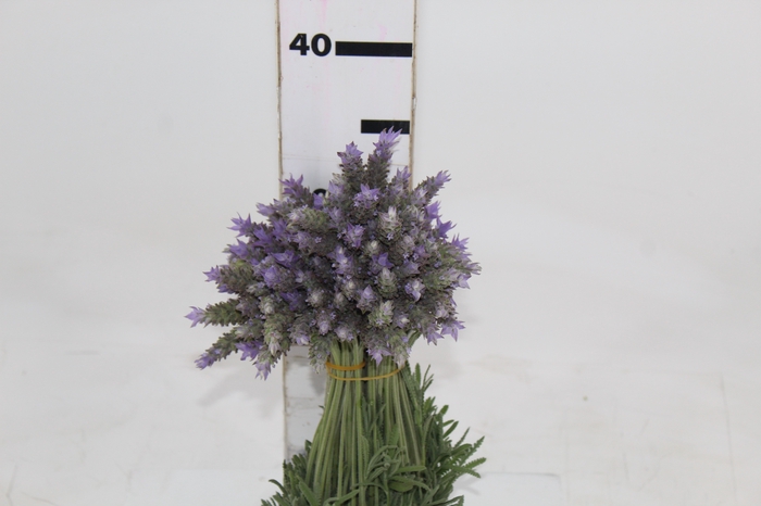 <h4>LAVANDULA CORTE</h4>