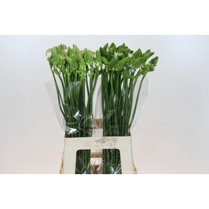 Ornithogalum Thyrsoides BIG WHITE