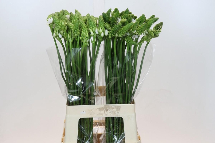 <h4>Ornithogalum Thyrsoides BIG WHITE</h4>