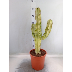 Euphorbia ingens 'Variegata'
