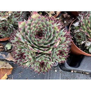 SEMPERVIVUM-HYBRID P9 CALCAREUM