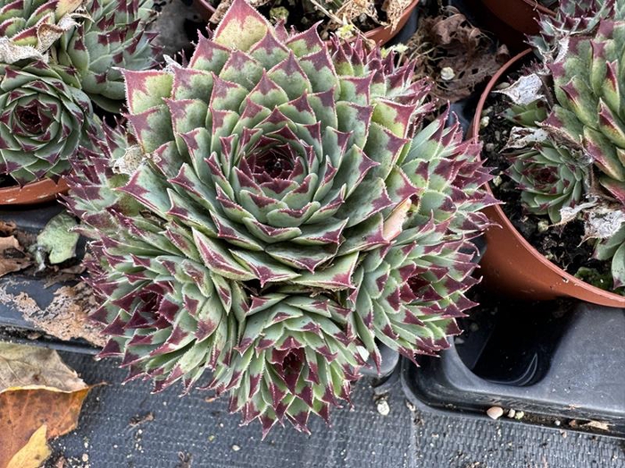 <h4>SEMPERVIVUM-HYBRID P9 CALCAREUM</h4>