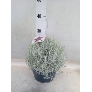 Leucophyta brownii