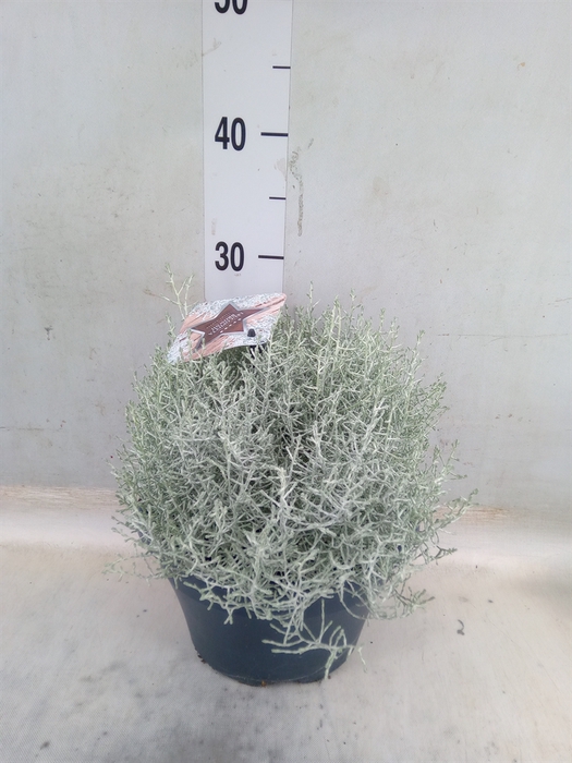 <h4>Leucophyta brownii</h4>